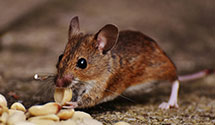 24 Hour & Emergency Exterminators in Marthasville, MO